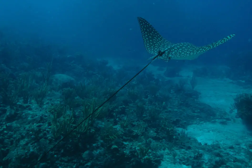 Fonds sous-marins